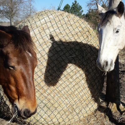 filet à foin pour chevaux
