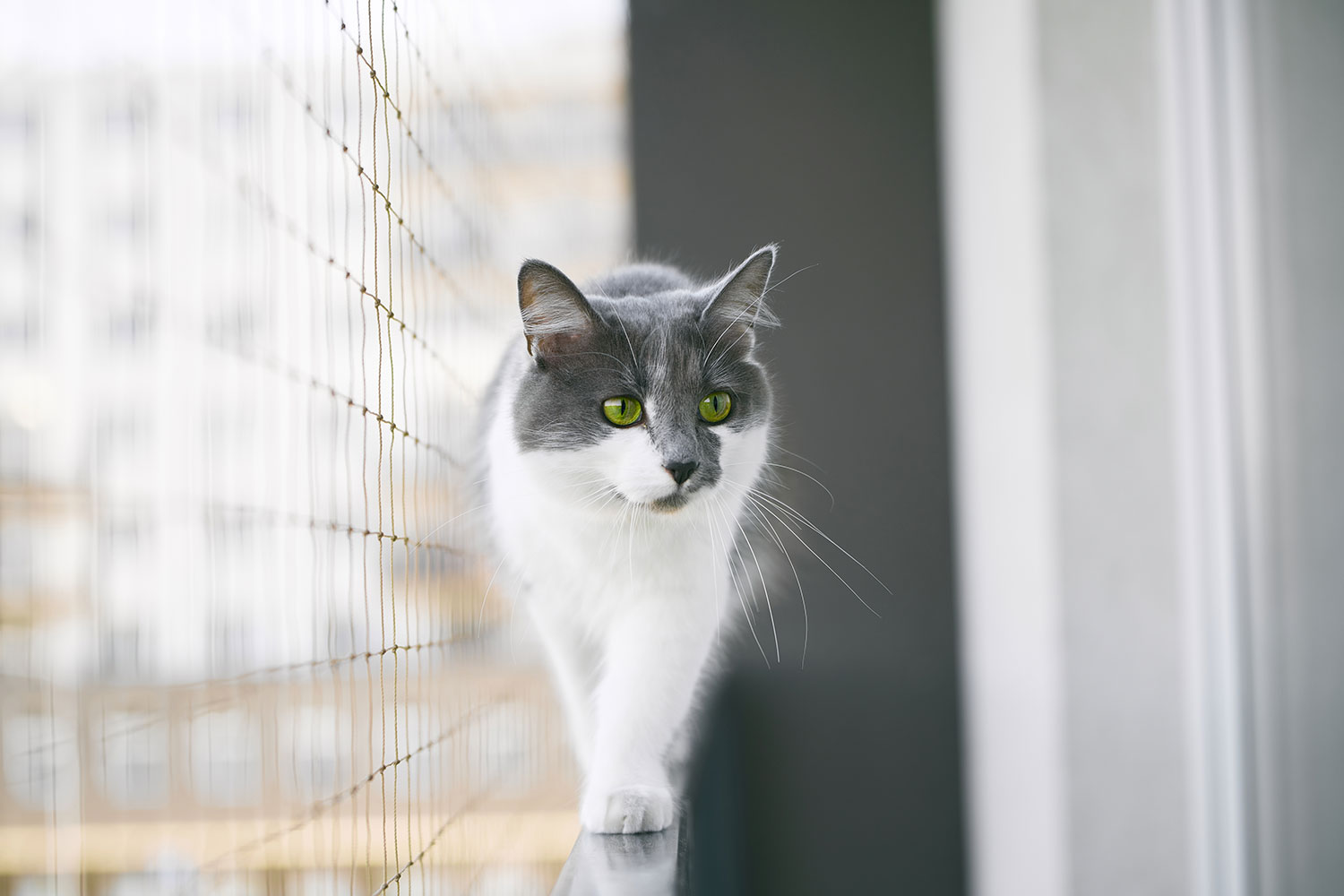 balcony guardrail for pets