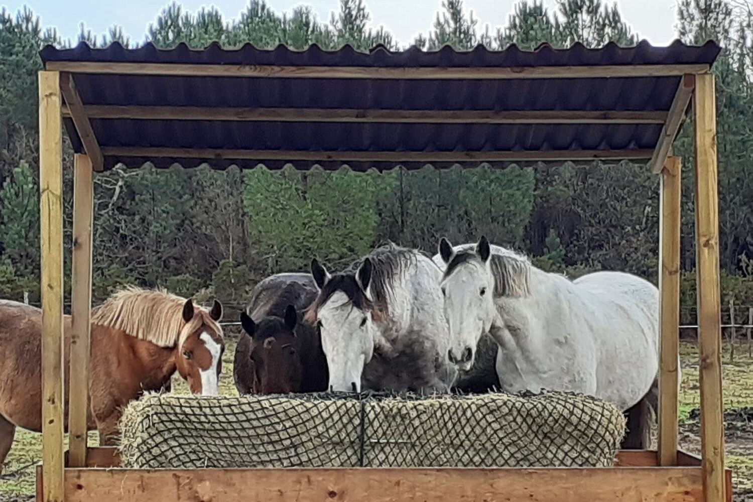 Filets à foin chevaux